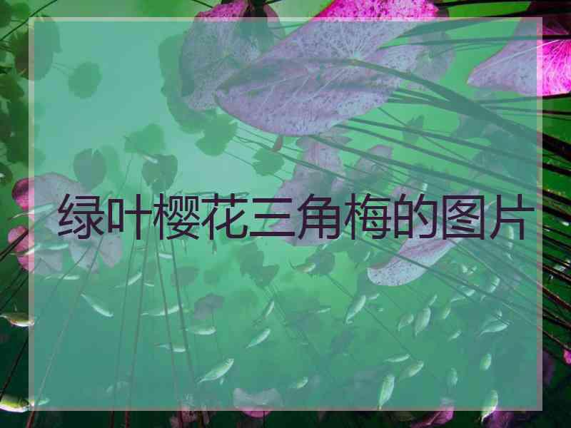 绿叶樱花三角梅的图片