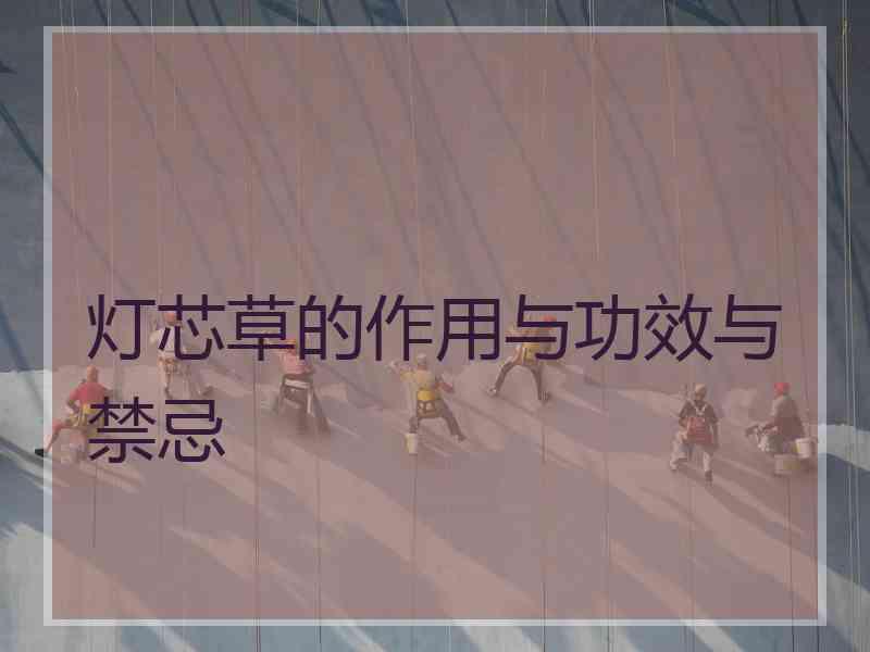 灯芯草的作用与功效与禁忌
